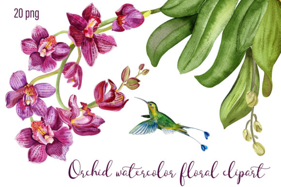 Explore Vibrant Orchid Watercolor Floral Clipart